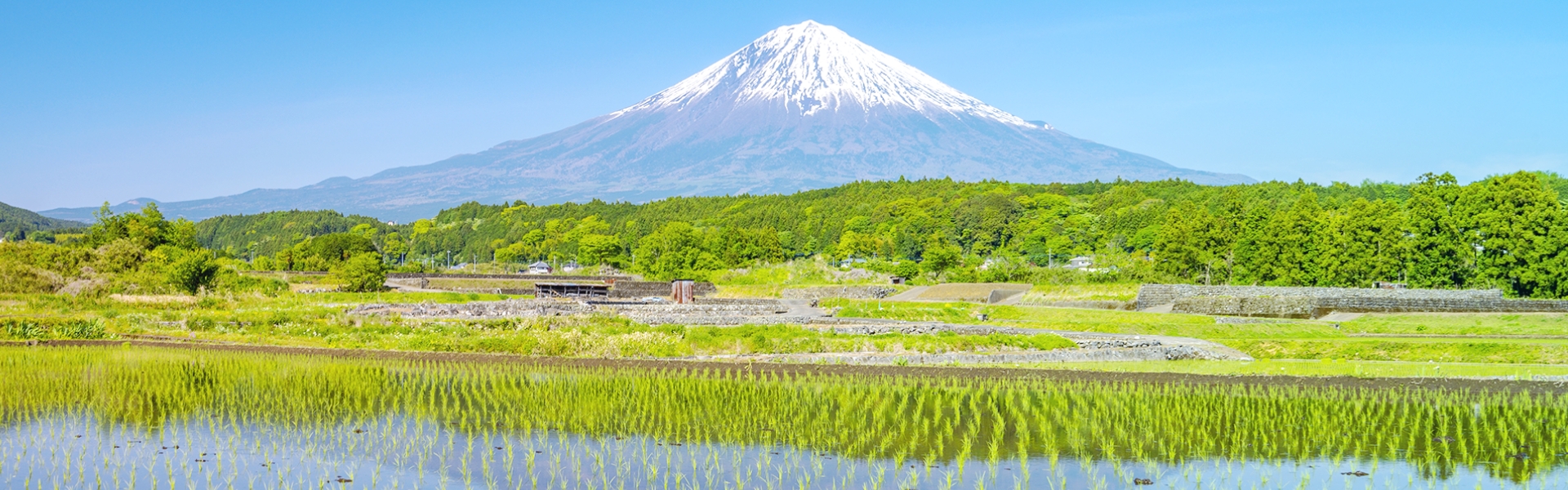 富士山と田んぼ